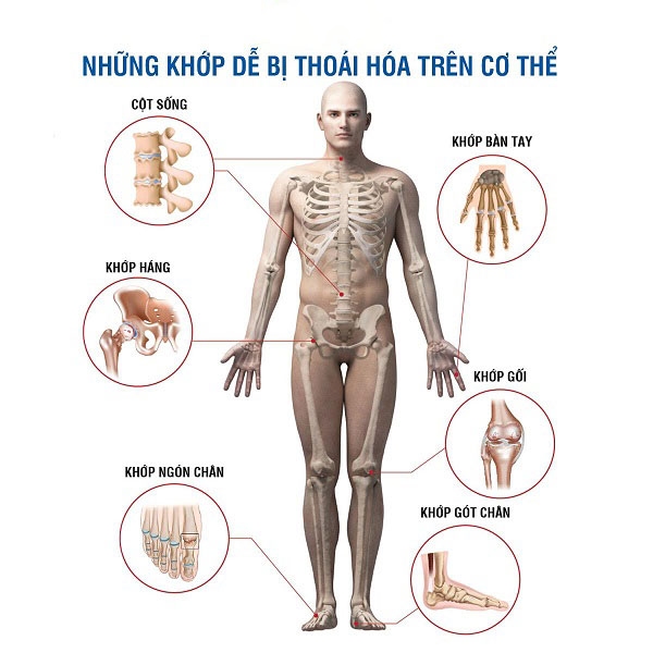 hình ảnh cơ thể người 