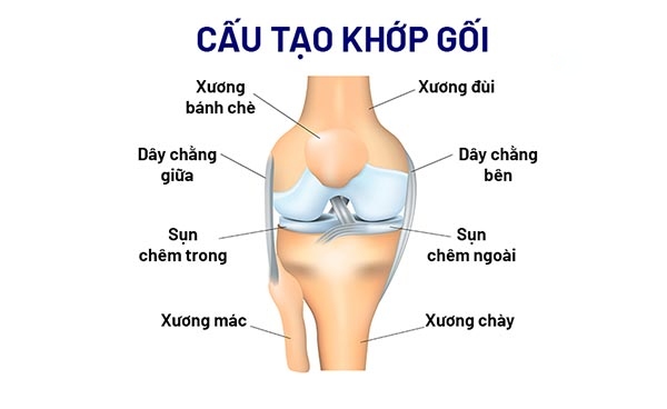 Chức năng cấu tạo khớp gối