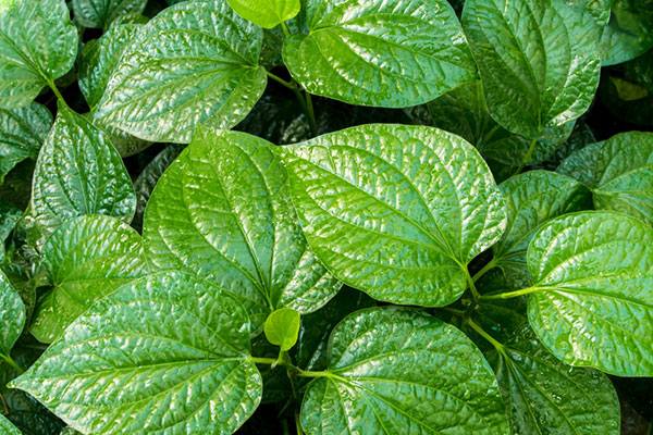 Lá lốt chữa bệnh xương khớp