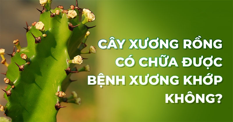 Cây xương rồng chữa bệnh xương khớp có hiệu quả không?