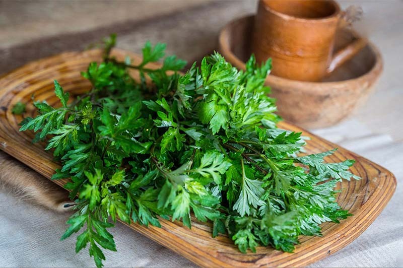 Kết hợp xượng rồng và ngải cứu