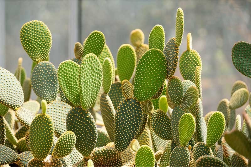 Xương rồng hỗ trợ cải theinej bệnh xương khớp