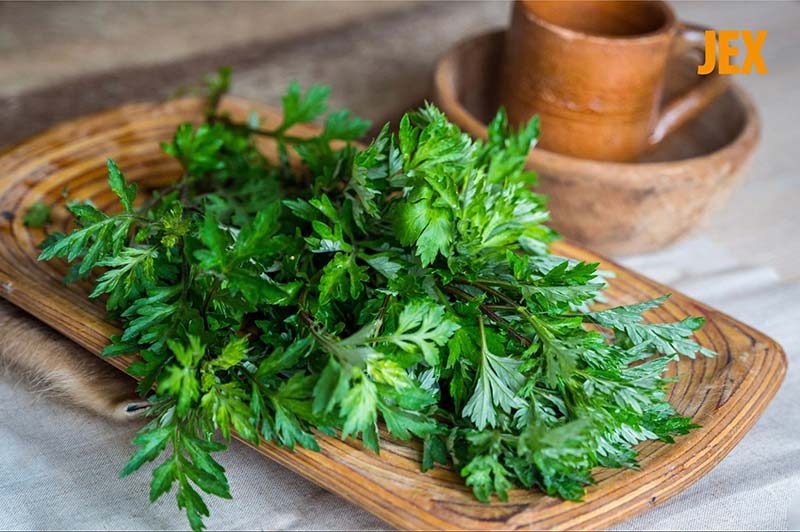 Xương rồng kết hợp ngải cứu