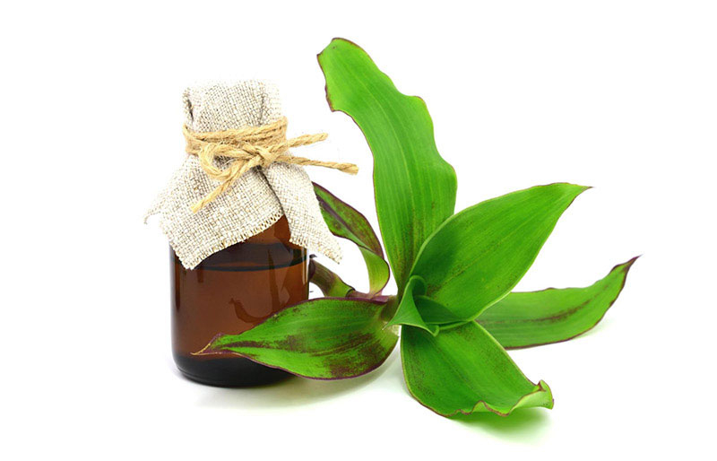 Bài thuốc từ cây lược vàng chữa xương khớp