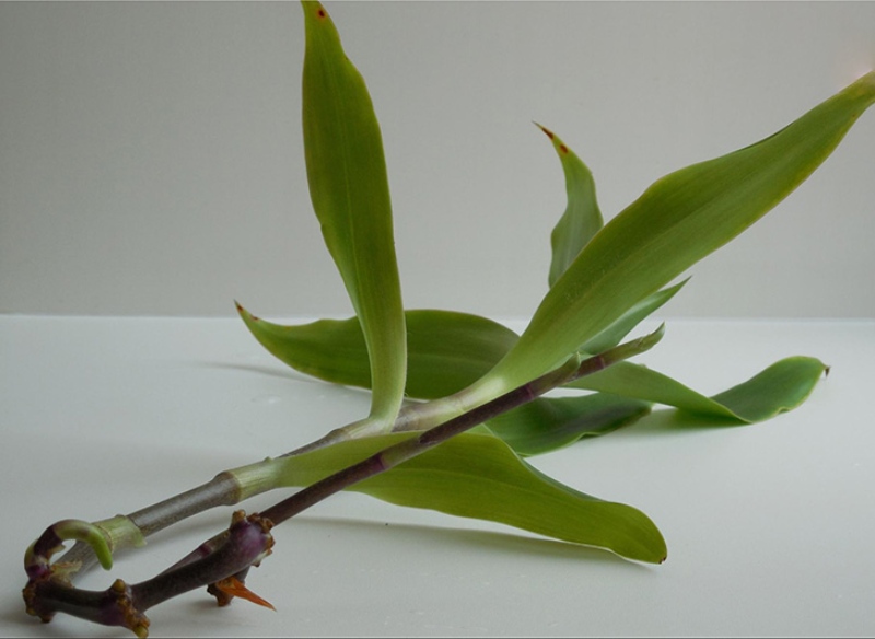 Cây lược vàng thường được sử dụng trong đông y