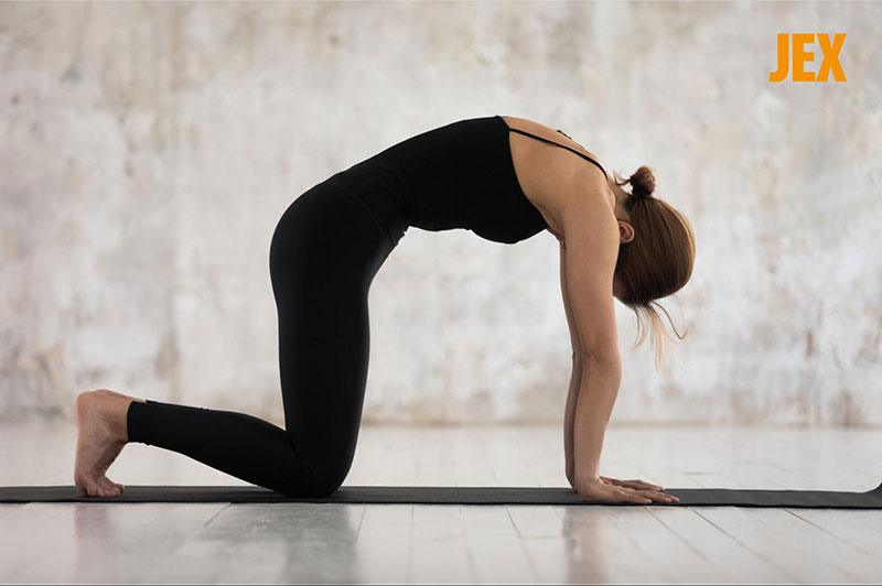 Bài tập Yoga con bò