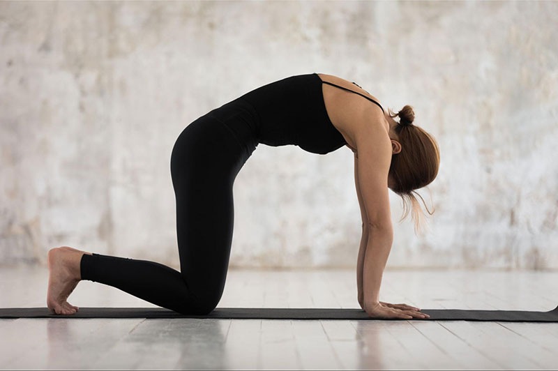 Bài tập Yoga tư thế con bò