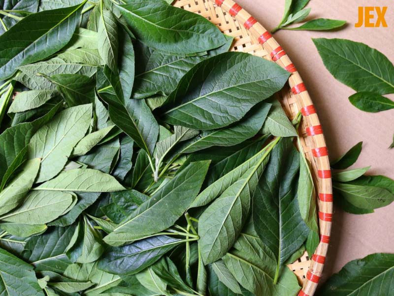 Bài thuốc từ cây mật gấu chữa bệnh xương khớp