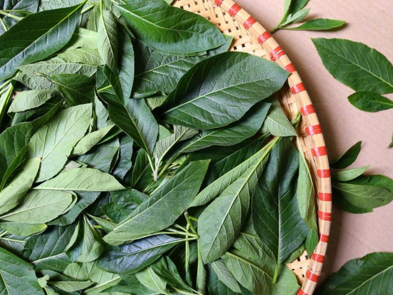 Bài thuốc từ cây mật gấu hỗ trợ chữa xương khớp