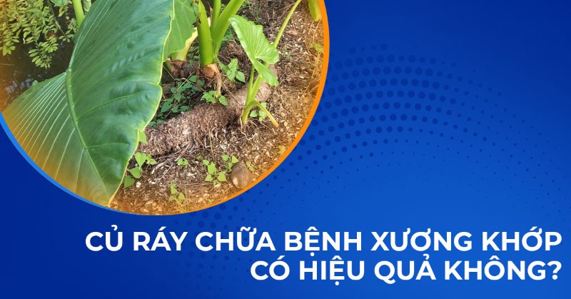 Củ ráy chữa bệnh xương khớp có thực sự hiệu quả không?