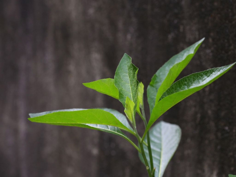 Cây mật gấu chữa bệnh xương khớp