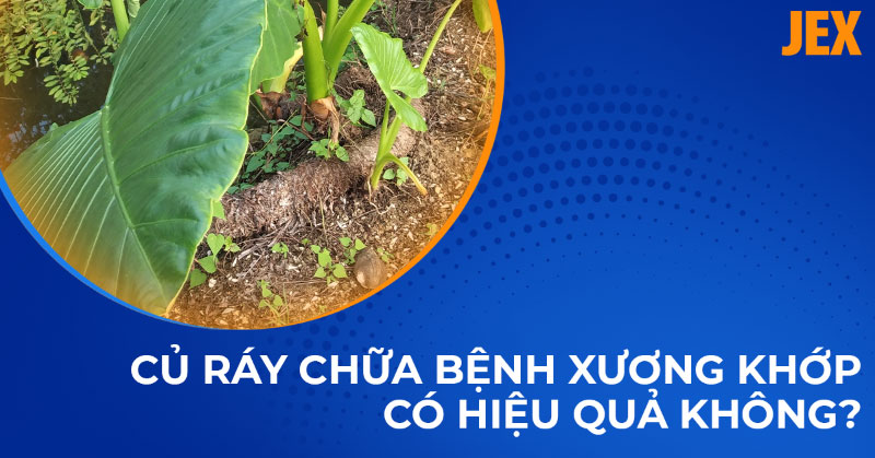 Củ ráy chữa bệnh xương khớp có thực sự hiệu quả không?