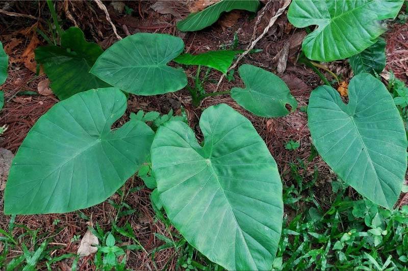 Đặc điểm lá cây củ ráy