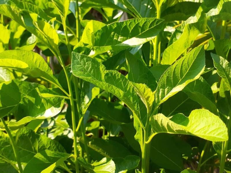 Hình cây mật gấu trong tự nhiên