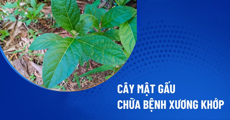 Cây mật gấu chữa xương khớp có hiệu quả không? Sử dụng như thế nào?