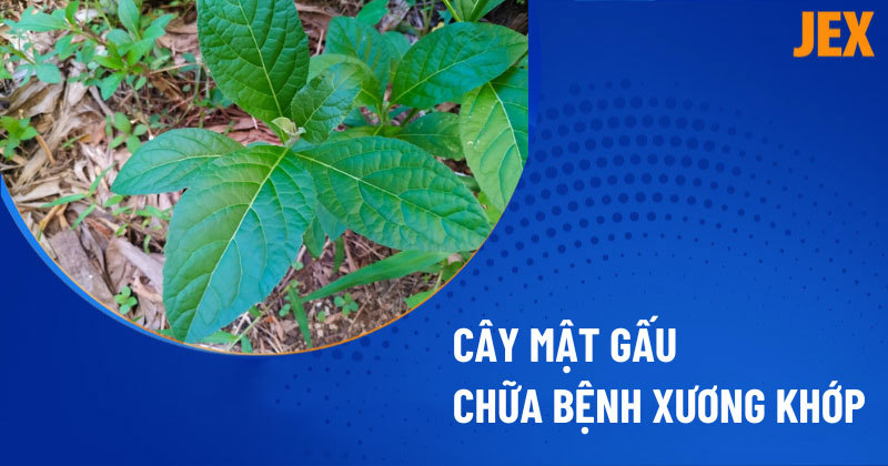 Cây mật gấu chữa xương khớp có hiệu quả không? Sử dụng như thế nào?