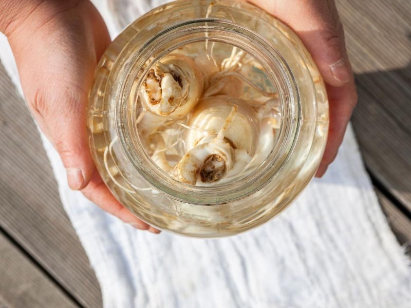 Cây đinh lăng ngâm rượu