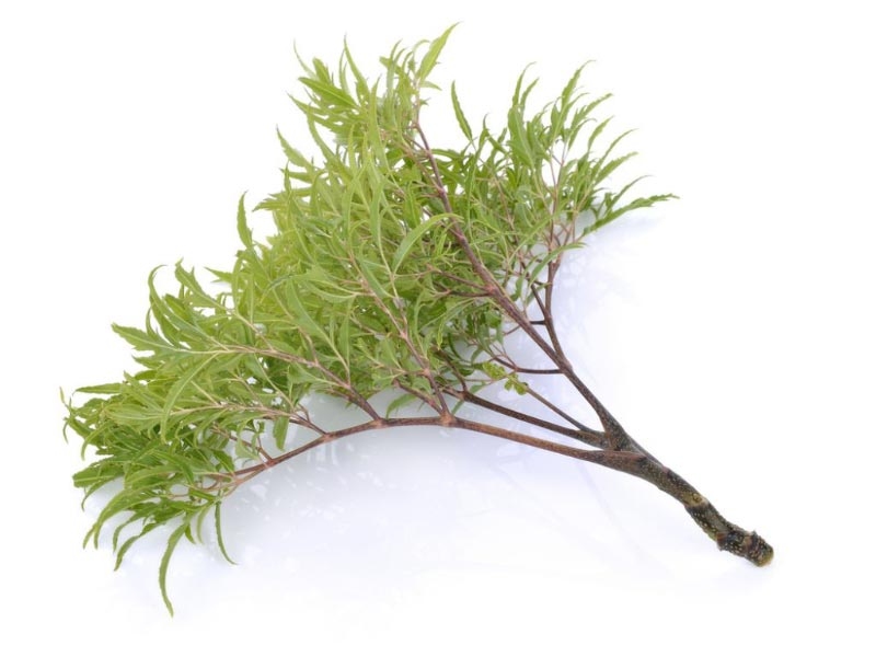 Lá cây đinh lăng chữa bệnh xương khớp