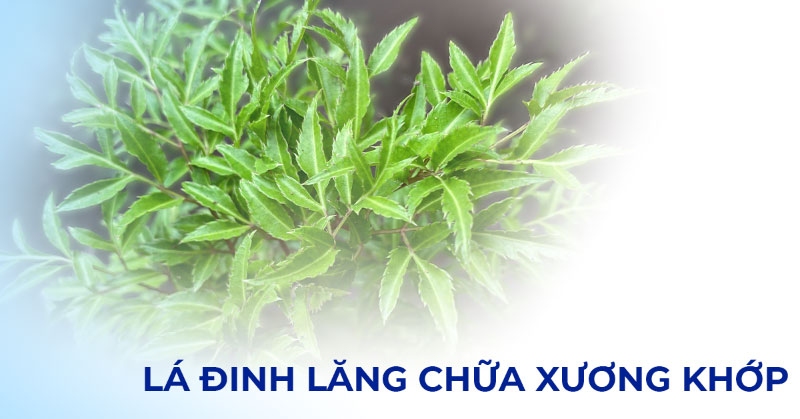Lá đinh lăng chữa xương khớp có hiệu quả không? Dùng như thế nào?