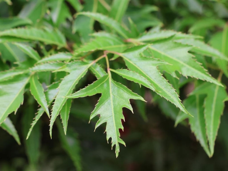 Lá đinh lăng được sử dụng trong y học cổ truyền