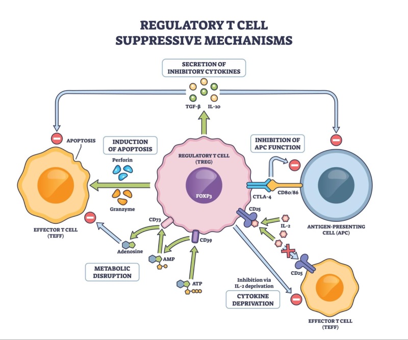 Gene Foxp3 điều hòa tế bào