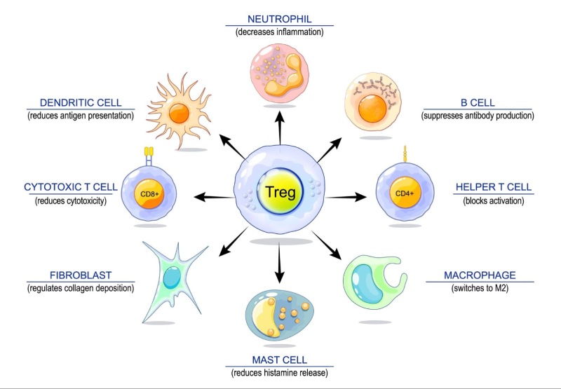 Tế bào T với hệ miễn dịch