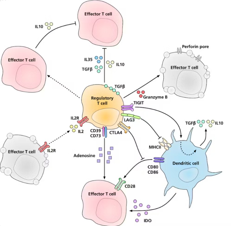 Vai trò của tế bào T