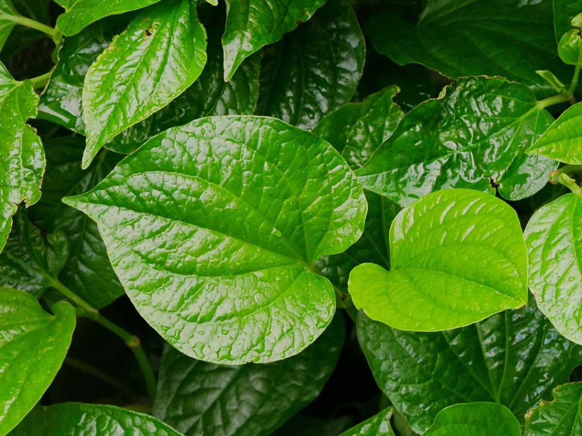 bài thuốc xương khớp đông y từ lá lốt