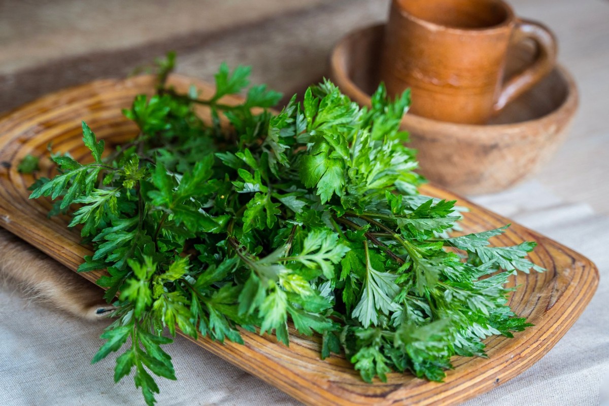 bài thuốc xương khớp đông y từ lá ngải cứu